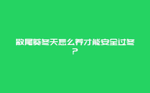 散尾葵冬天怎么养才能安全过冬?