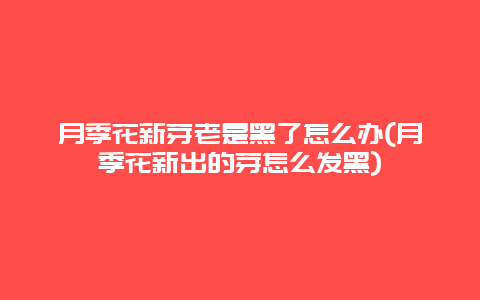 月季花新芽老是黑了怎么办(月季花新出的芽怎么发黑)