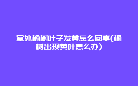 室外榆树叶子发黄怎么回事(榆树出现黄叶怎么办)