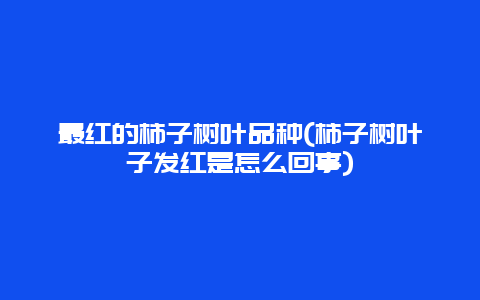 最红的柿子树叶品种(柿子树叶子发红是怎么回事)