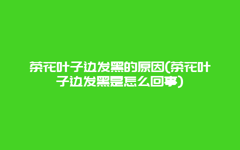 茶花叶子边发黑的原因(茶花叶子边发黑是怎么回事)