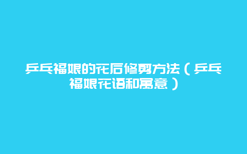 乒乓福娘的花后修剪方法（乒乓福娘花语和寓意）