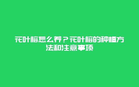 花叶榕怎么养？花叶榕的种植方法和注意事项