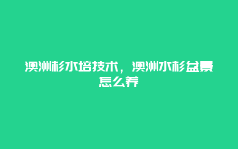 澳洲杉水培技术，澳洲水杉盆景怎么养