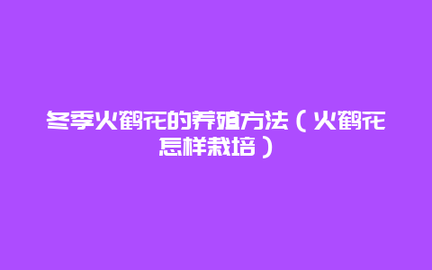 冬季火鹤花的养殖方法（火鹤花怎样栽培）