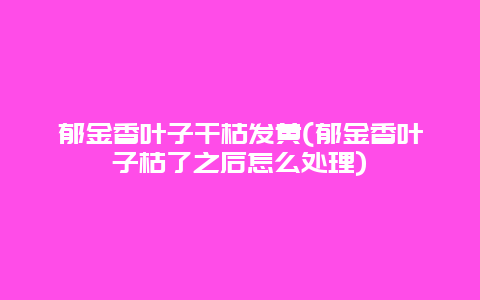 郁金香叶子干枯发黄(郁金香叶子枯了之后怎么处理)