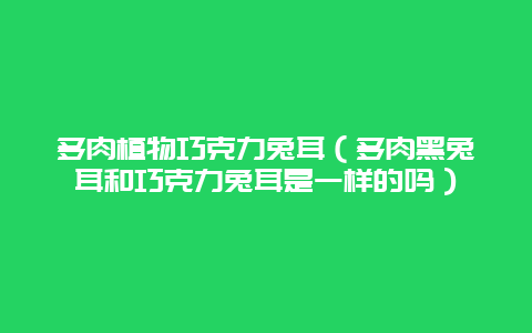 多肉植物巧克力兔耳（多肉黑兔耳和巧克力兔耳是一样的吗）