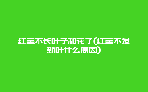 红掌不长叶子和花了(红掌不发新叶什么原因)