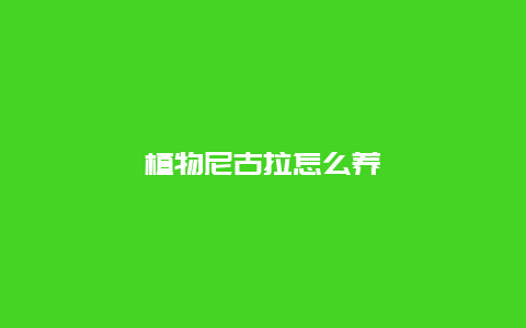 植物尼古拉怎么养