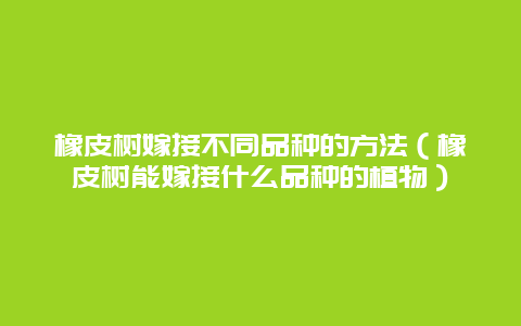 橡皮树嫁接不同品种的方法（橡皮树能嫁接什么品种的植物）