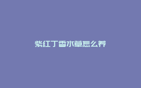 紫红丁香水草怎么养