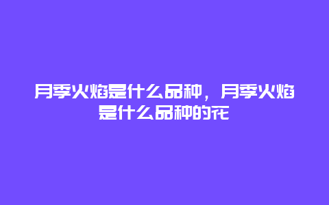 月季火焰是什么品种，月季火焰是什么品种的花