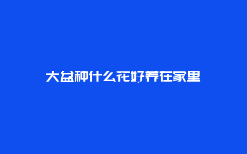 大盆种什么花好养在家里