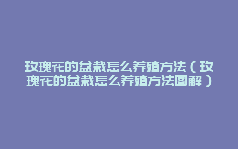 玫瑰花的盆栽怎么养殖方法（玫瑰花的盆栽怎么养殖方法图解）