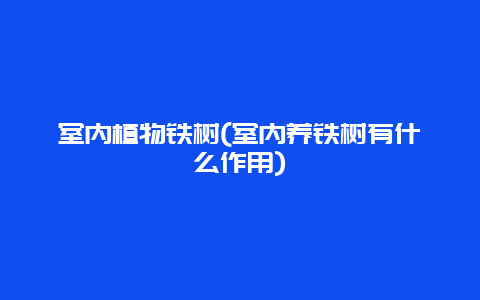 室内植物铁树(室内养铁树有什么作用)