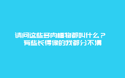 请问这些多肉植物都叫什么？ 有些长得像的我都分不清