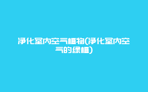 净化室内空气植物(净化室内空气的绿植)