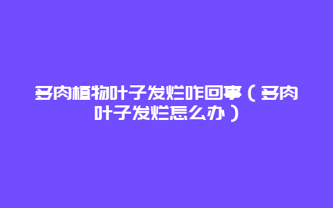 多肉植物叶子发烂咋回事（多肉叶子发烂怎么办）