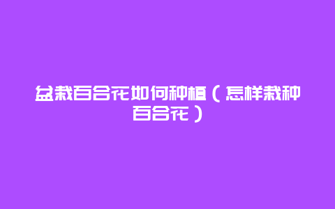 盆栽百合花如何种植（怎样栽种百合花）