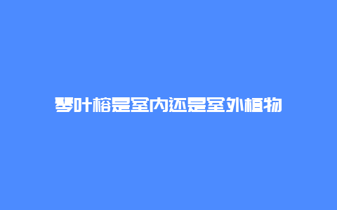 琴叶榕是室内还是室外植物