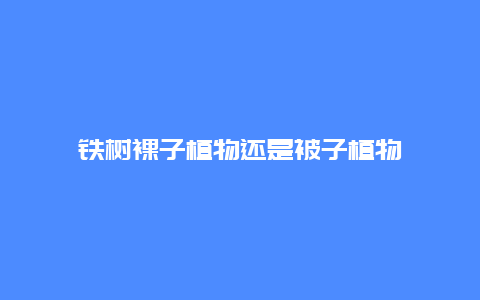 铁树裸子植物还是被子植物