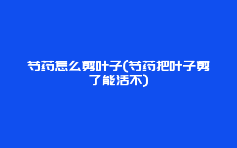 芍药怎么剪叶子(芍药把叶子剪了能活不)