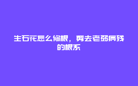 生石花怎么修根，剪去老弱病残的根系