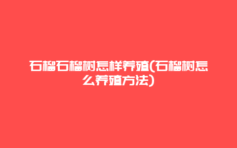 石榴石榴树怎样养殖(石榴树怎么养殖方法)