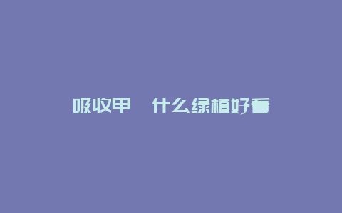 吸收甲醛什么绿植好看