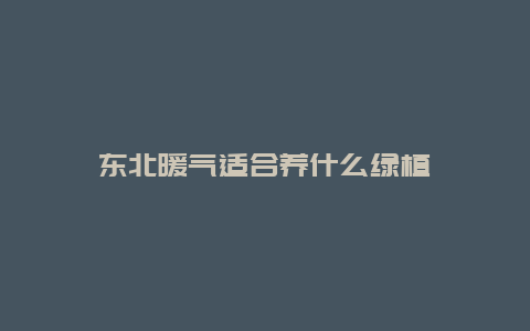 东北暖气适合养什么绿植