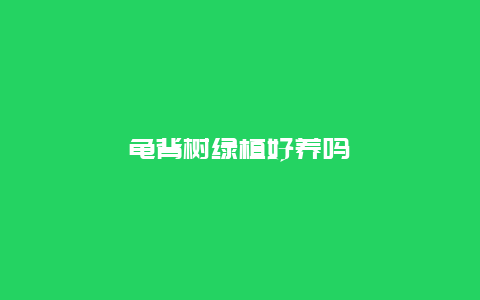 龟背树绿植好养吗