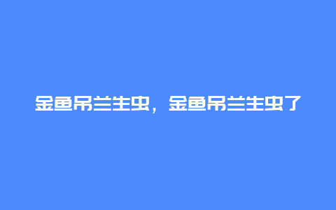 金鱼吊兰生虫，金鱼吊兰生虫了