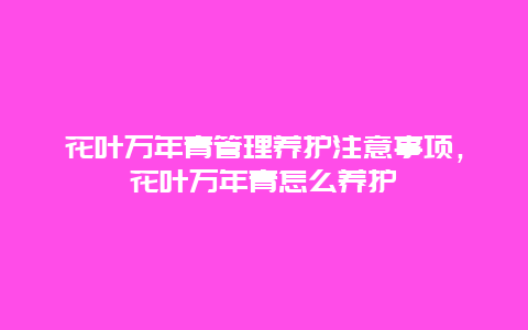 花叶万年青管理养护注意事项，花叶万年青怎么养护