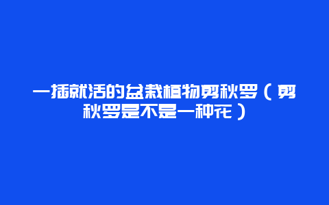 一插就活的盆栽植物剪秋罗（剪秋罗是不是一种花）