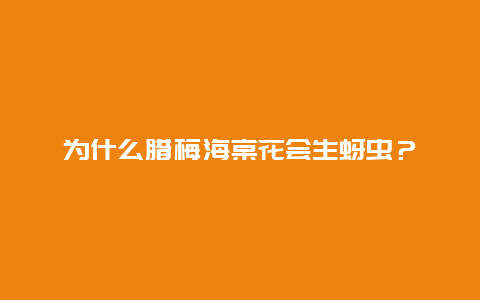 为什么腊梅海棠花会生蚜虫？