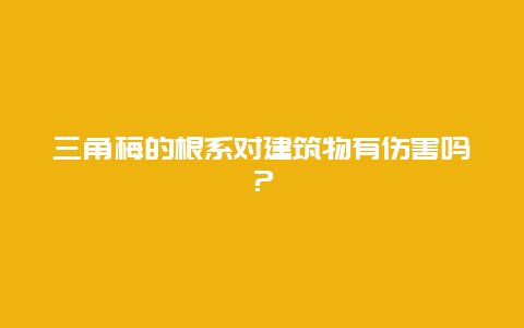 三角梅的根系对建筑物有伤害吗？