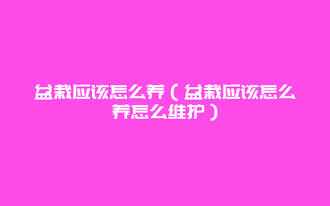 盆栽应该怎么养（盆栽应该怎么养怎么维护）