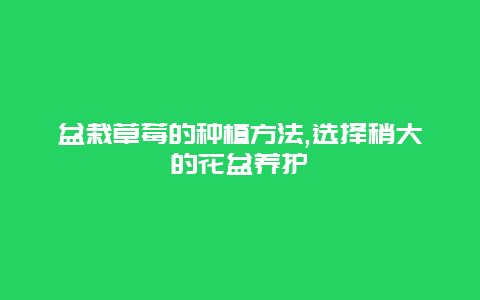 盆栽草莓的种植方法,选择稍大的花盆养护