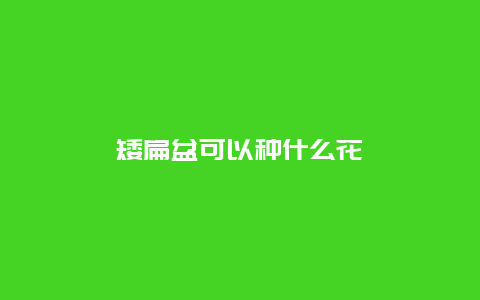 矮扁盆可以种什么花