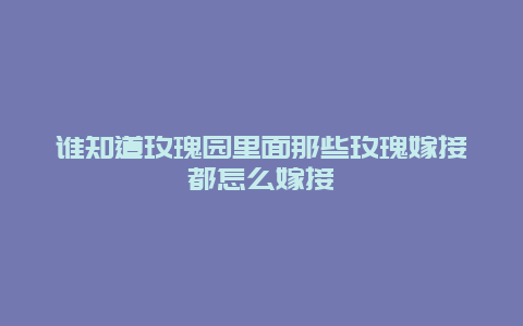 谁知道玫瑰园里面那些玫瑰嫁接都怎么嫁接