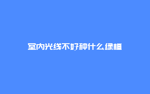 室内光线不好种什么绿植