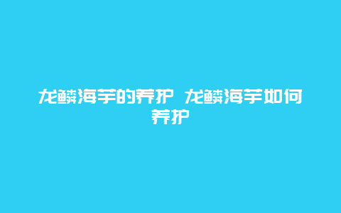 龙鳞海芋的养护 龙鳞海芋如何养护