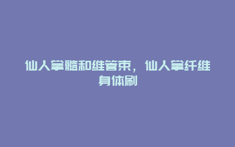 仙人掌髓和维管束，仙人掌纤维身体刷