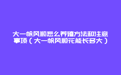 大一帆风顺怎么养殖方法和注意事项（大一帆风顺花能长多大）