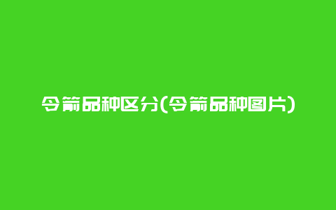 令箭品种区分(令箭品种图片)