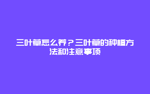 三叶草怎么养？三叶草的种植方法和注意事项