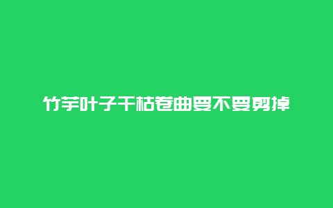 竹芋叶子干枯卷曲要不要剪掉