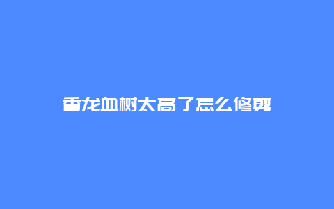 香龙血树太高了怎么修剪