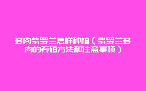 多肉紫罗兰怎样种植（紫罗兰多肉的养殖方法和注意事项）