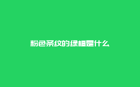 粉色条纹的绿植是什么